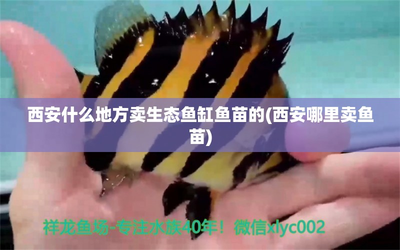 西安什么地方賣生態(tài)魚缸魚苗的(西安哪里賣魚苗) 福滿鉆魚