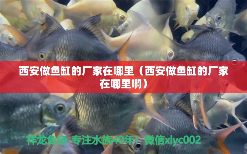 西安做魚缸的廠家在哪里（西安做魚缸的廠家在哪里啊） 其他品牌魚缸