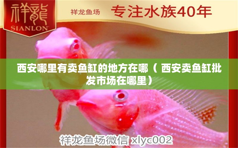 西安哪里有賣魚缸的地方在哪（ 西安賣魚缸批發(fā)市場在哪里） 魚糧魚藥 第1張