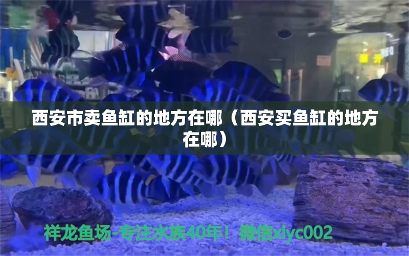 西安市賣魚缸的地方在哪（西安買魚缸的地方在哪） 廣州觀賞魚批發(fā)市場(chǎng)