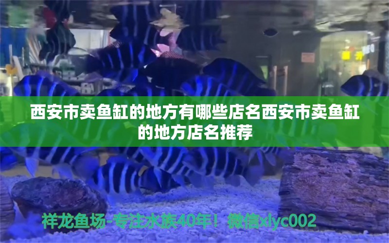 西安市賣魚缸的地方有哪些店名西安市賣魚缸的地方店名推薦