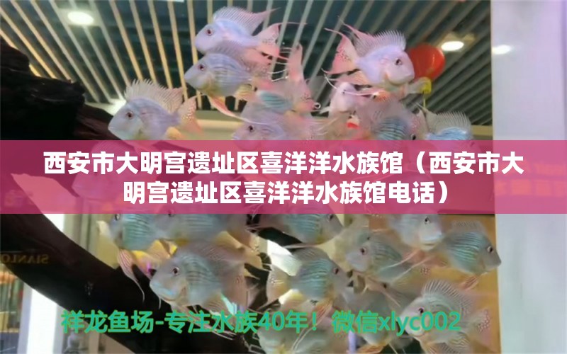 西安市大明宮遺址區(qū)喜洋洋水族館（西安市大明宮遺址區(qū)喜洋洋水族館電話）