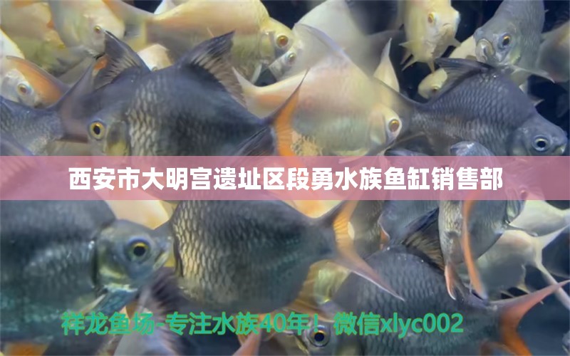 西安市大明宮遺址區(qū)段勇水族魚(yú)缸銷(xiāo)售部