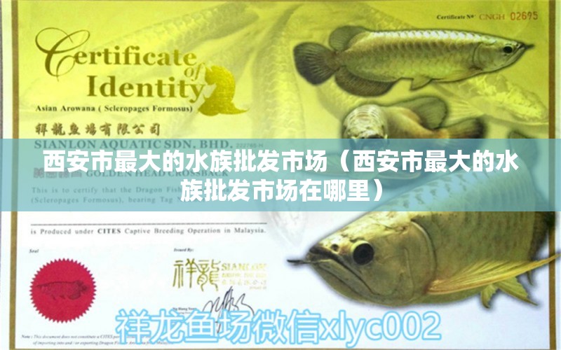 西安市最大的水族批發(fā)市場（西安市最大的水族批發(fā)市場在哪里）