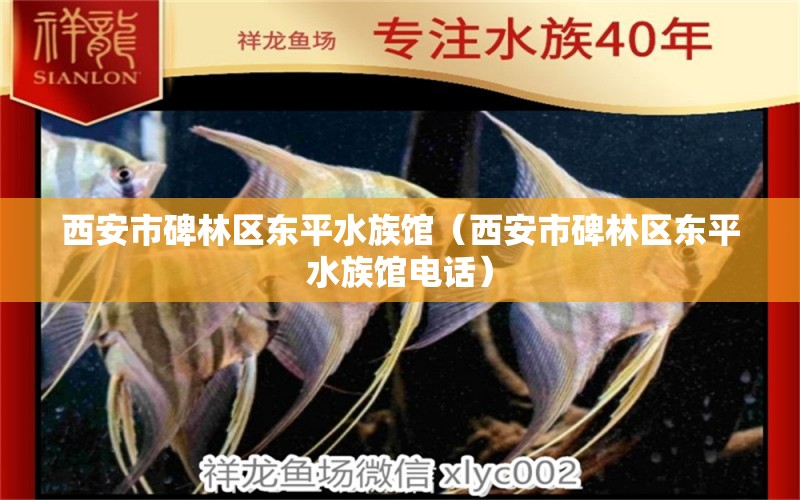 西安市碑林區(qū)東平水族館（西安市碑林區(qū)東平水族館電話） 全國水族館企業(yè)名錄