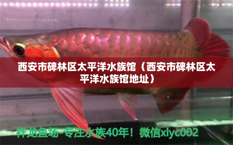 西安市碑林區(qū)太平洋水族館（西安市碑林區(qū)太平洋水族館地址） 全國(guó)水族館企業(yè)名錄