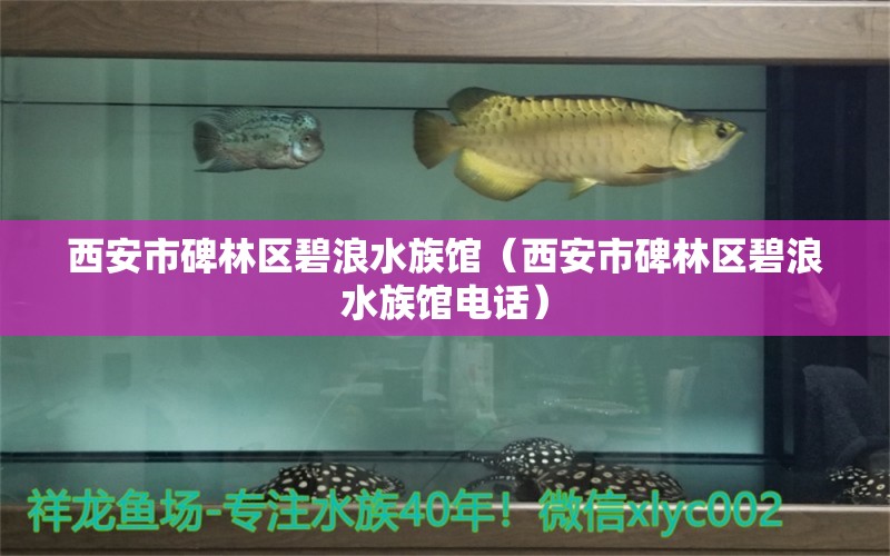 西安市碑林區(qū)碧浪水族館（西安市碑林區(qū)碧浪水族館電話）