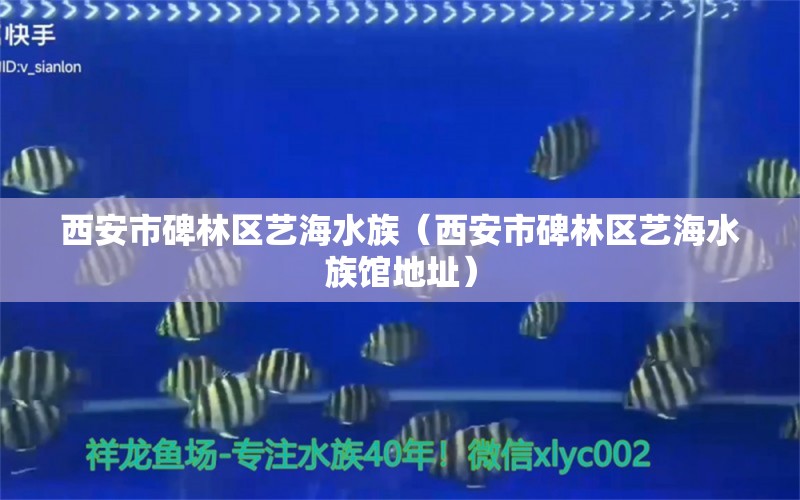 西安市碑林區(qū)藝海水族（西安市碑林區(qū)藝海水族館地址）