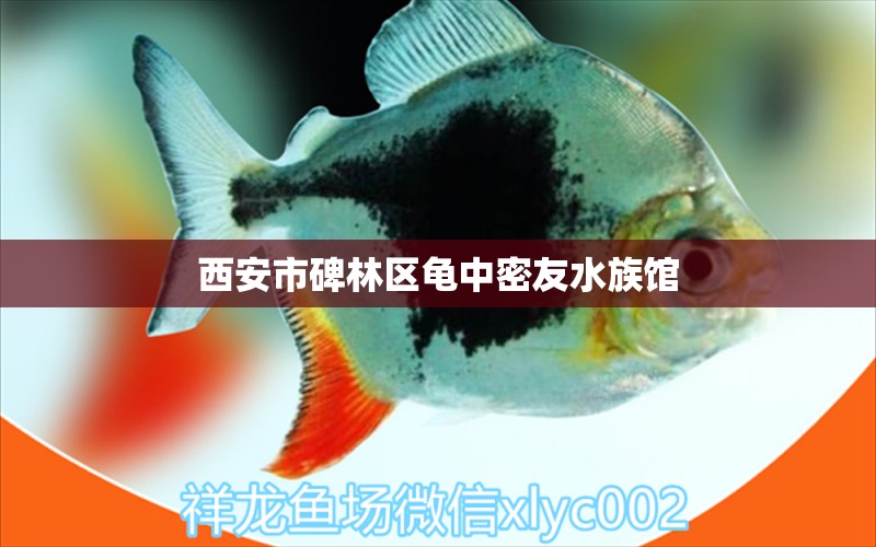 西安市碑林區(qū)龜中密友水族館 烏龜