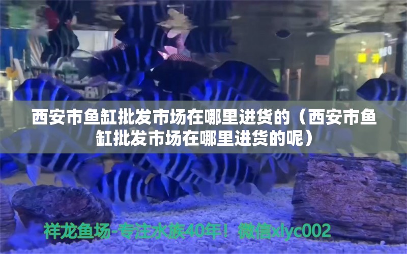 西安市魚缸批發(fā)市場在哪里進貨的（西安市魚缸批發(fā)市場在哪里進貨的呢）