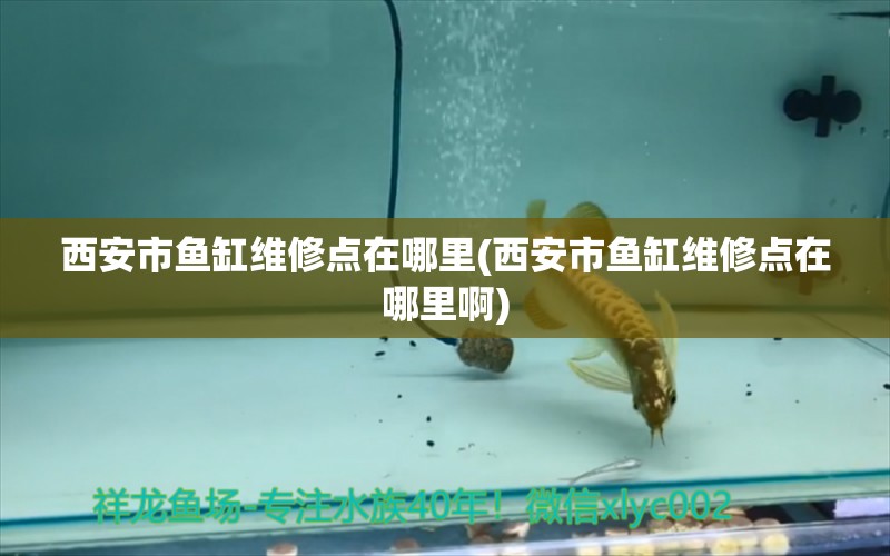 西安市魚缸維修點(diǎn)在哪里(西安市魚缸維修點(diǎn)在哪里啊) 紅尾平克魚