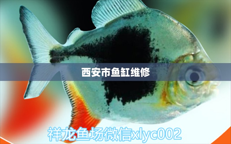 西安市魚缸維修