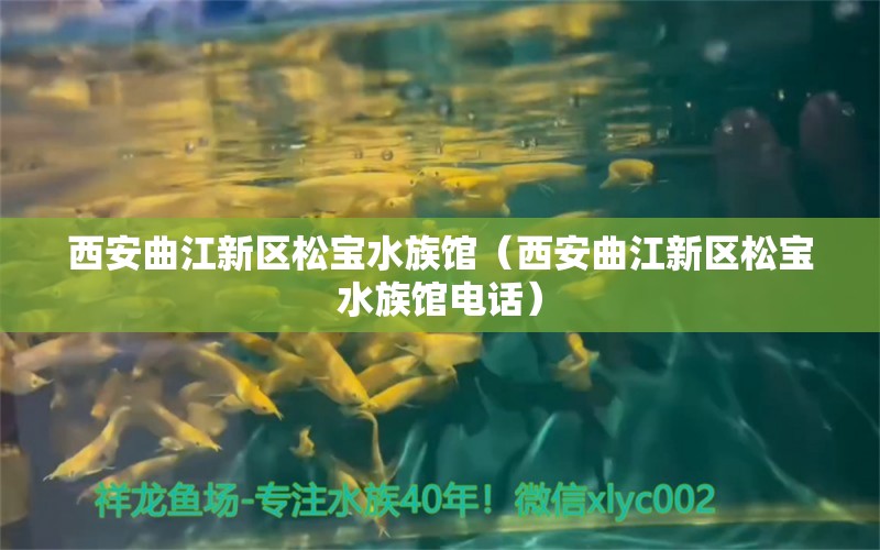 西安曲江新區(qū)松寶水族館（西安曲江新區(qū)松寶水族館電話）