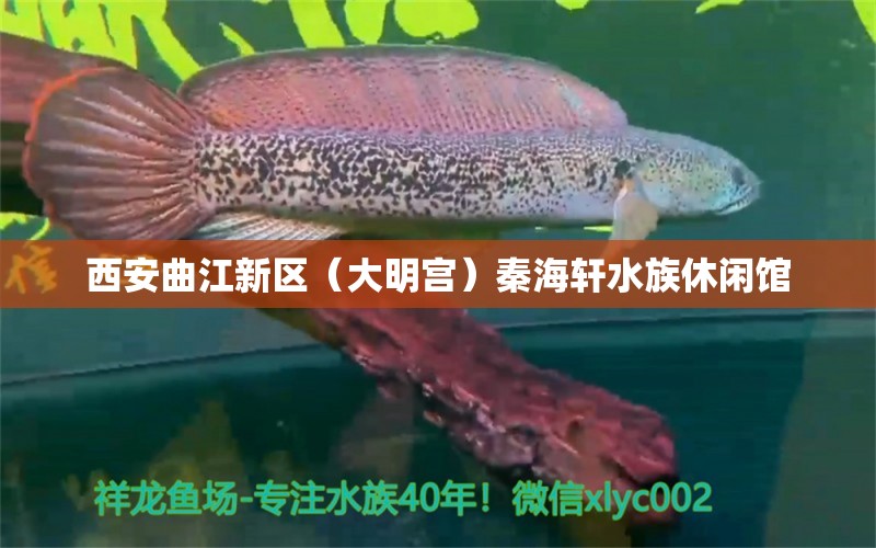 西安曲江新區(qū)（大明宮）秦海軒水族休閑館