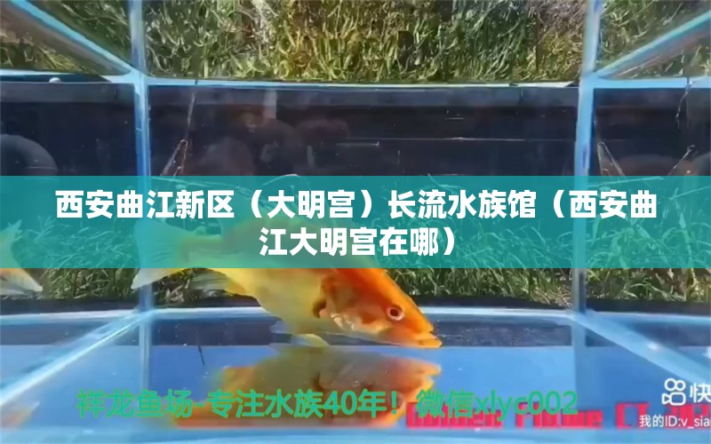 西安曲江新區(qū)（大明宮）長(zhǎng)流水族館（西安曲江大明宮在哪）