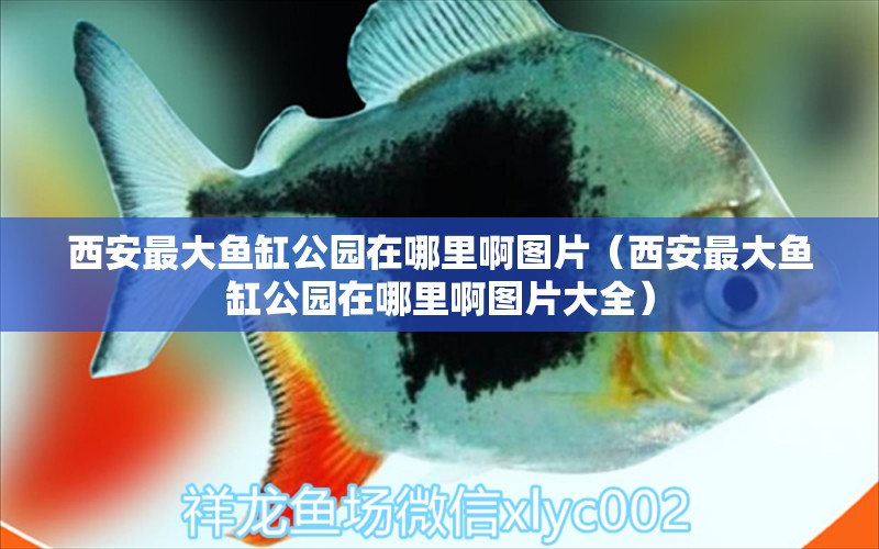 西安最大魚缸公園在哪里啊圖片（西安最大魚缸公園在哪里啊圖片大全）