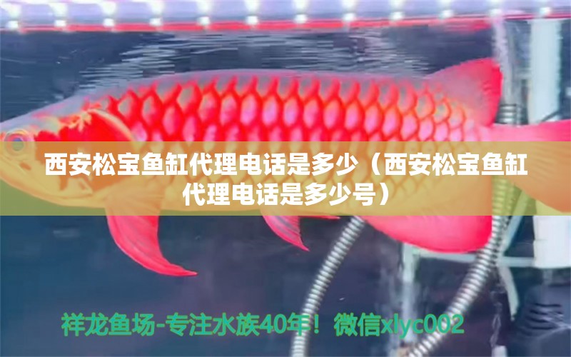 西安松寶魚缸代理電話是多少（西安松寶魚缸代理電話是多少號(hào)） 祥龍水族醫(yī)院