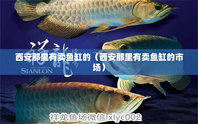 西安那里有賣魚缸的（西安那里有賣魚缸的市場）