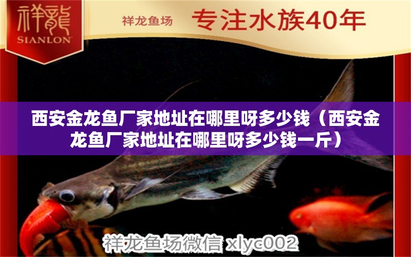 西安金龍魚廠家地址在哪里呀多少錢（西安金龍魚廠家地址在哪里呀多少錢一斤） 薩伊藍(lán)魚