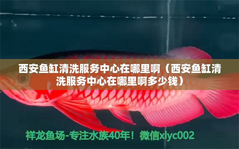 西安魚缸清洗服務(wù)中心在哪里啊（西安魚缸清洗服務(wù)中心在哪里啊多少錢）