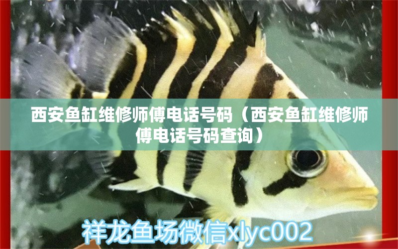 西安魚缸維修師傅電話號(hào)碼（西安魚缸維修師傅電話號(hào)碼查詢）