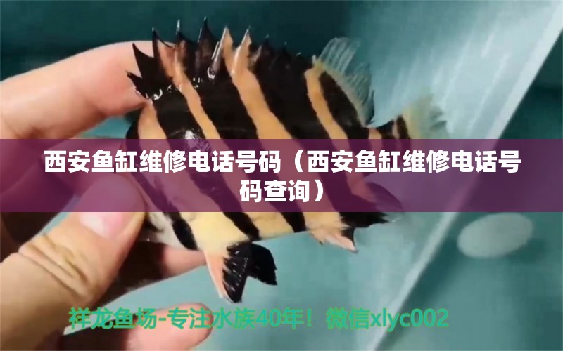 西安魚缸維修電話號碼（西安魚缸維修電話號碼查詢）