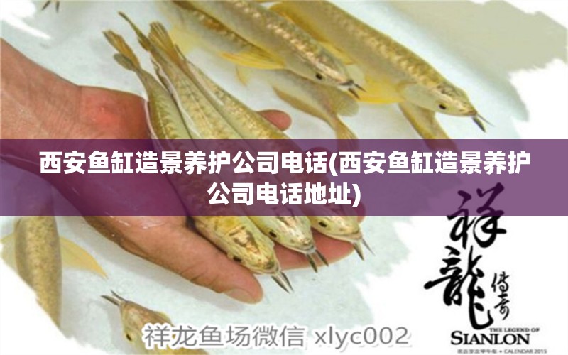 西安魚缸造景養(yǎng)護公司電話(西安魚缸造景養(yǎng)護公司電話地址) 觀賞魚進出口