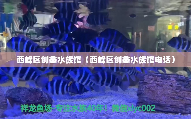 西峰區(qū)創(chuàng)鑫水族館（西峰區(qū)創(chuàng)鑫水族館電話） 全國水族館企業(yè)名錄