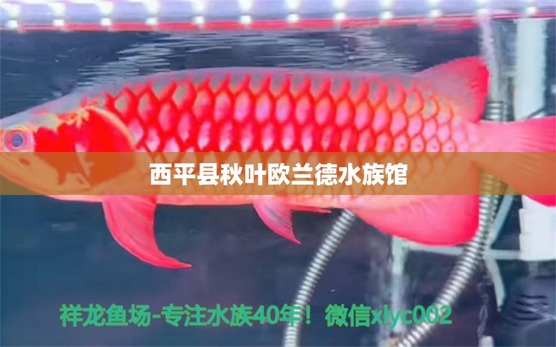 西平縣秋葉歐蘭德水族館 全國水族館企業(yè)名錄