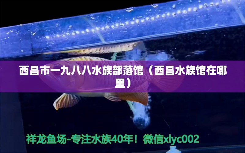 西昌市一九八八水族部落館（西昌水族館在哪里） 全國(guó)水族館企業(yè)名錄