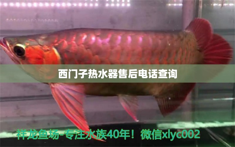 西門子熱水器售后電話查詢 觀賞魚