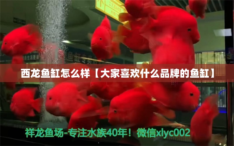 西龍魚缸怎么樣【大家喜歡什么品牌的魚缸】