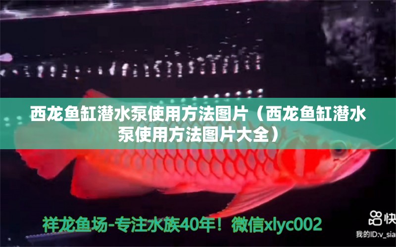 西龍魚缸潛水泵使用方法圖片（西龍魚缸潛水泵使用方法圖片大全） 觀賞魚水族批發(fā)市場