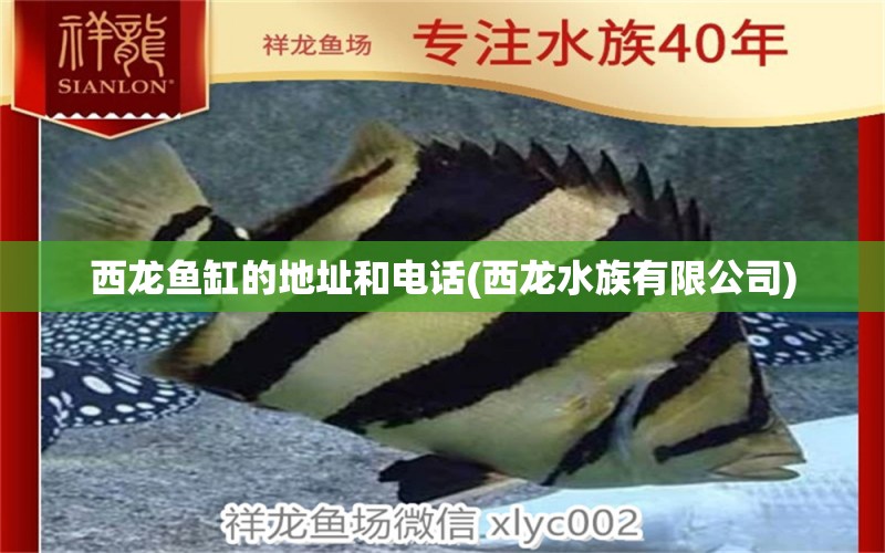 西龍魚缸的地址和電話(西龍水族有限公司) 過背金龍魚