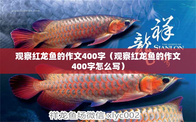 觀察紅龍魚的作文400字（觀察紅龍魚的作文400字怎么寫） 龍魚百科