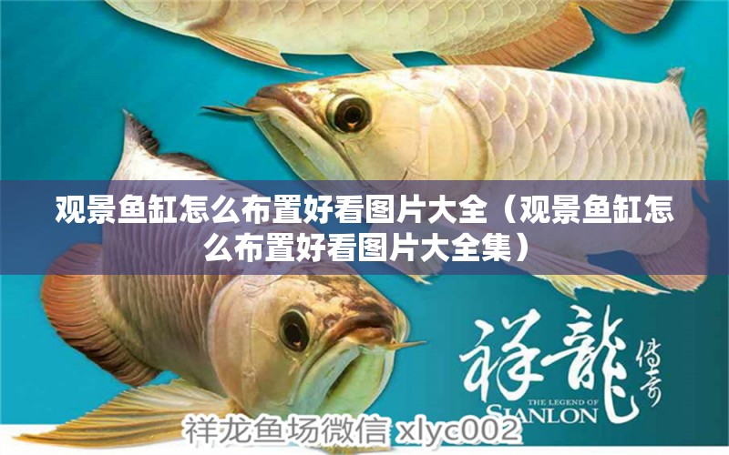 觀景魚缸怎么布置好看圖片大全（觀景魚缸怎么布置好看圖片大全集）