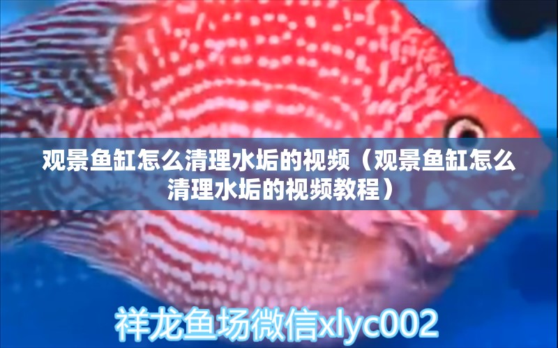 觀景魚缸怎么清理水垢的視頻（觀景魚缸怎么清理水垢的視頻教程） 量子養(yǎng)魚技術(shù)