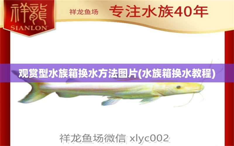 觀賞型水族箱換水方法圖片(水族箱換水教程)