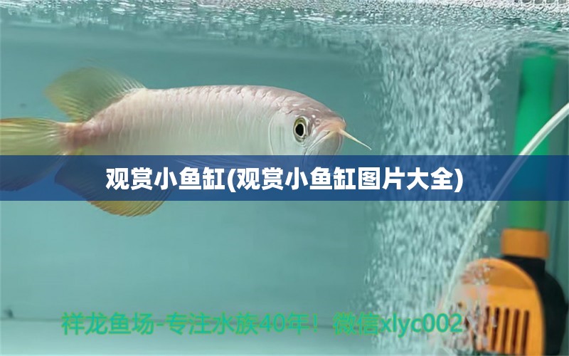 觀賞小魚(yú)缸(觀賞小魚(yú)缸圖片大全) 水族雜談