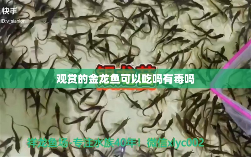 觀賞的金龍魚可以吃嗎有毒嗎