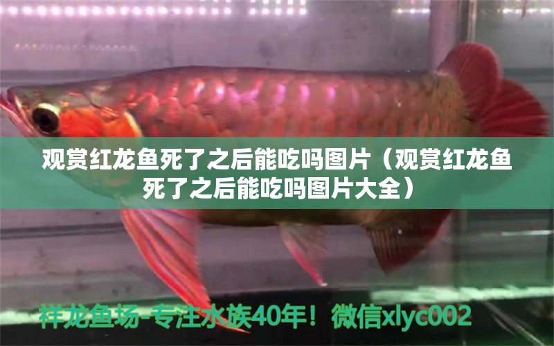 觀賞紅龍魚(yú)死了之后能吃嗎圖片（觀賞紅龍魚(yú)死了之后能吃嗎圖片大全）