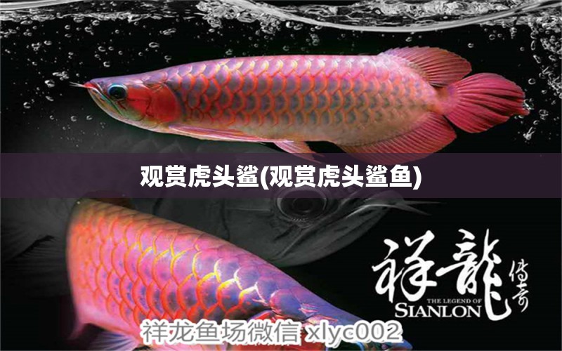 觀賞虎頭鯊(觀賞虎頭鯊魚) 廣州龍魚批發(fā)市場