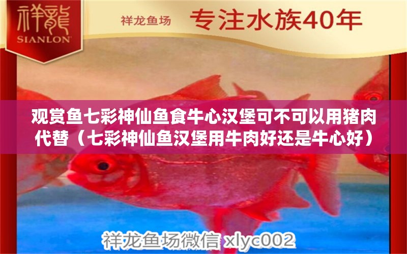 觀賞魚七彩神仙魚食牛心漢堡可不可以用豬肉代替（七彩神仙魚漢堡用牛肉好還是牛心好）