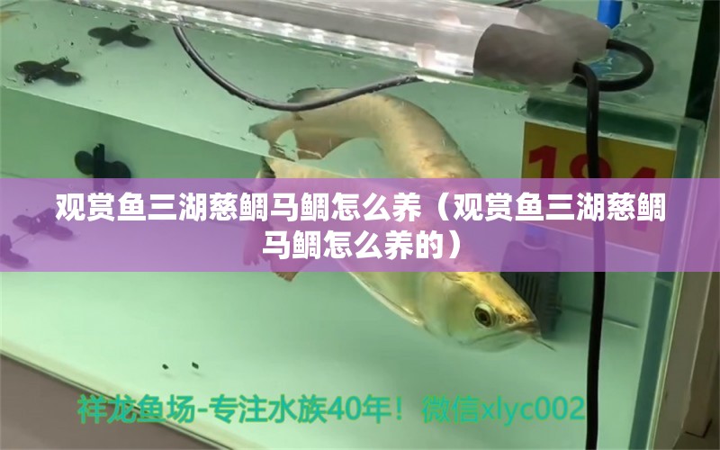 觀賞魚三湖慈鯛馬鯛怎么養(yǎng)（觀賞魚三湖慈鯛馬鯛怎么養(yǎng)的）