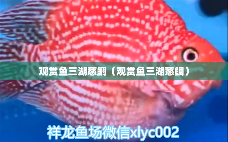 觀賞魚三湖慈鯛（觀賞魚三湖慈鯛）