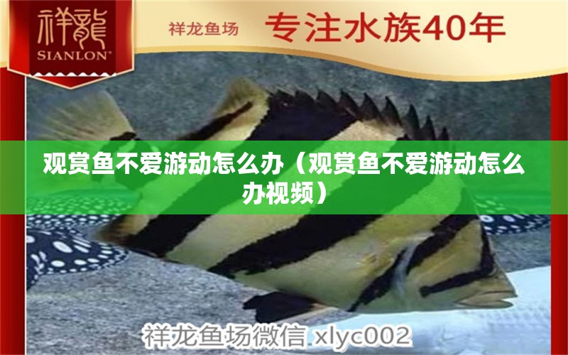 觀賞魚不愛游動怎么辦（觀賞魚不愛游動怎么辦視頻） 水族用品