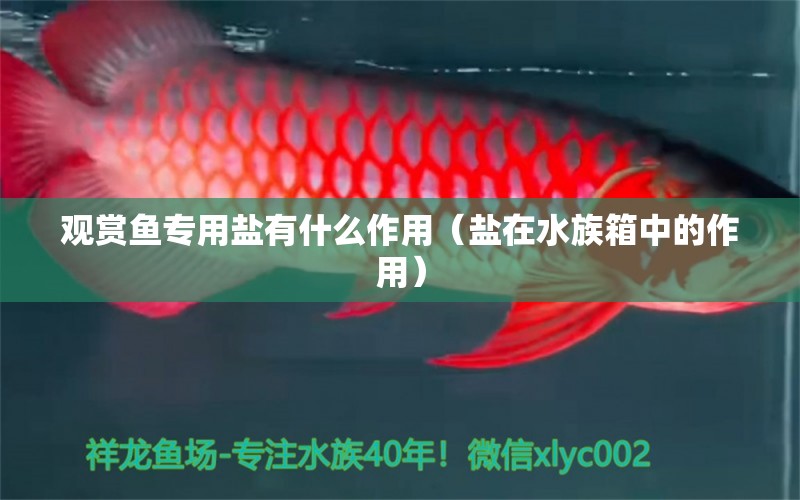 觀賞魚專用鹽有什么作用（鹽在水族箱中的作用） 貓貓 第2張