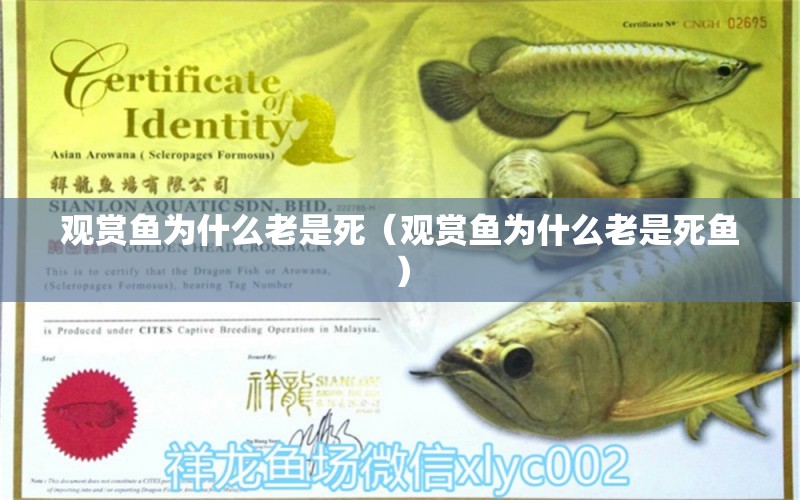 觀賞魚為什么老是死（觀賞魚為什么老是死魚） 觀賞魚批發(fā)