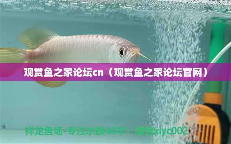 觀賞魚之家論壇cn（觀賞魚之家論壇官網(wǎng)）