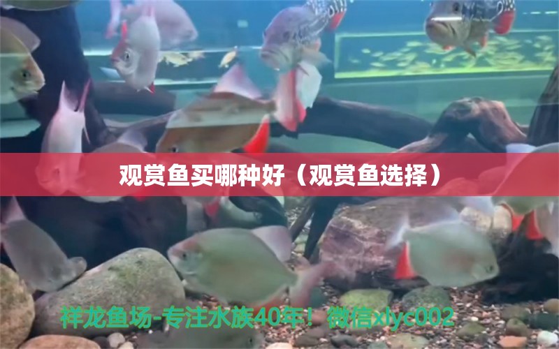 觀賞魚買哪種好（觀賞魚選擇） 錦鯉飼料